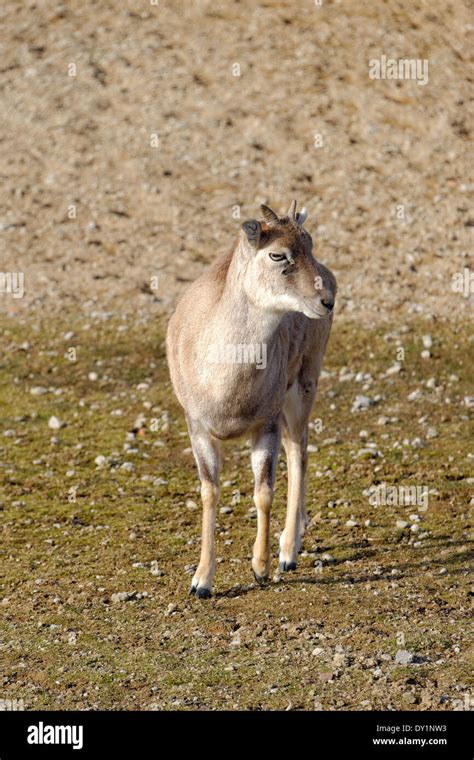 Mouflon Ovis Aries Gmelini Is A Subspecies Group Of The Wild Sheep