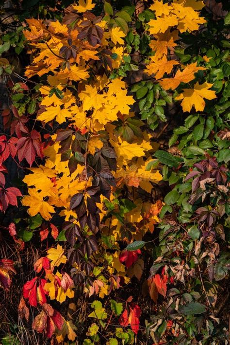 Yellow Red And Green Leaves Of Trees And Shrubs Stock Image Image