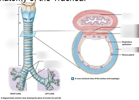 The Trachea Diagram Quizlet