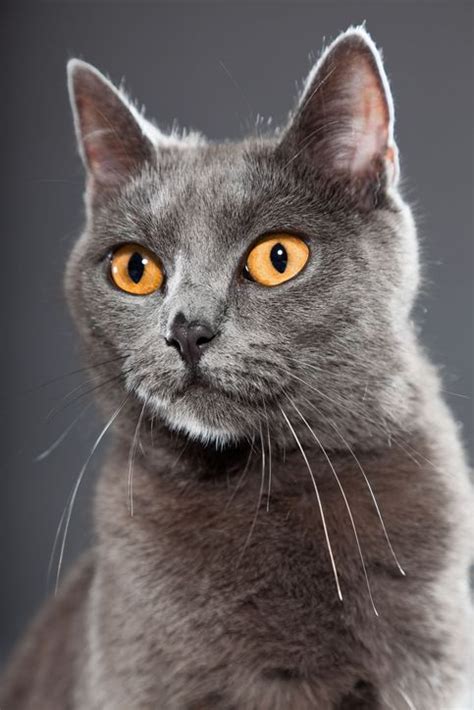 15 Of The Friendliest Cat Breeds Care2 Healthy Living Chartreux Cat