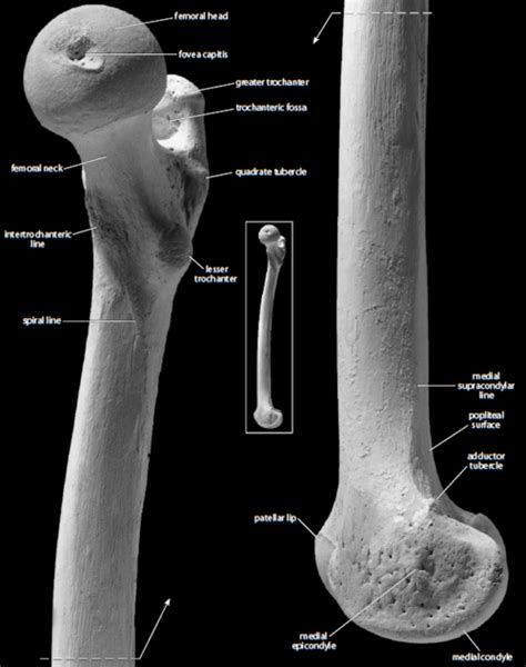 The Femur Os Femoris Or Os Longissimum Osteology Learning Anatomy