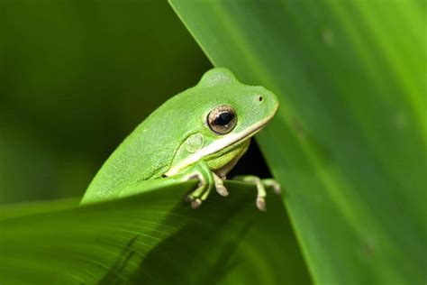 11 Types Of Tree Frogs Found In Florida Nature Blog Network