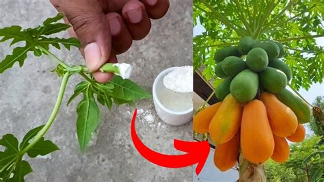 🔴how To Grow Papaya By Cutting Propagation Youtube