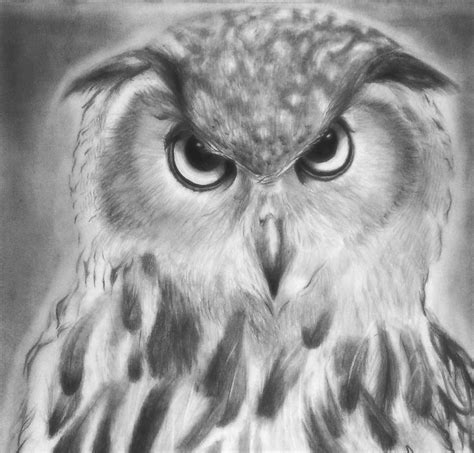 Buho Realista A Lapiz Owl Animals Drawings