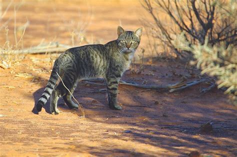 Large Australian Feral Cat Comparable To Recognized Wildcat Species