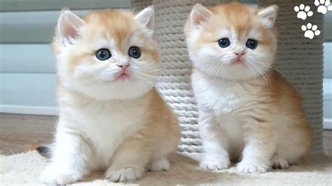 Golden British Shorthair Cute And Adorable Cat Compilation Youtube