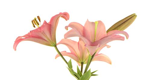 Free Photo Pink Lilies Flowers Lilies Lily Free Download Jooinn