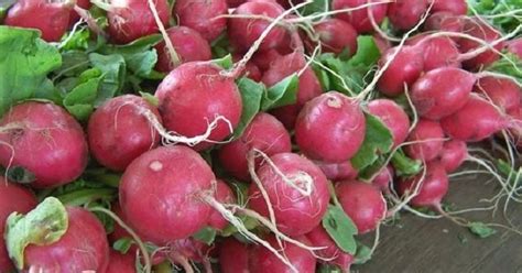 To harvest, start by pulling the plants out of. WHEN ARE RADISHES READY TO HARVEST |The Garden of Eaden