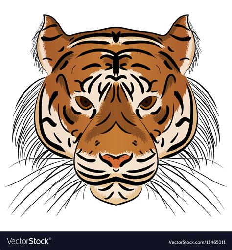 Head Ferocious Tiger Royalty Free Vector Image