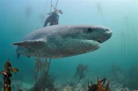Broadnose Seven Gill Cow Shark With Interesting Facts