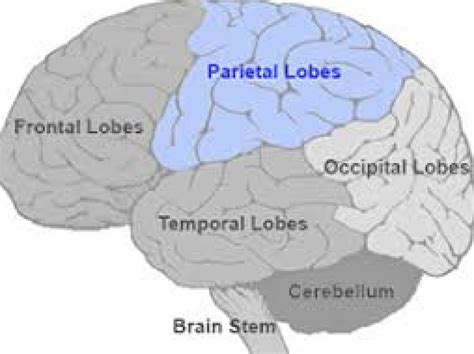 The Parietal Lobe The Brain Bunch