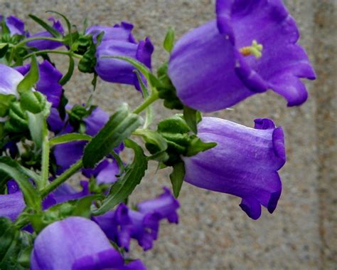 Bell Shaped Purple Flowers Flowersxa