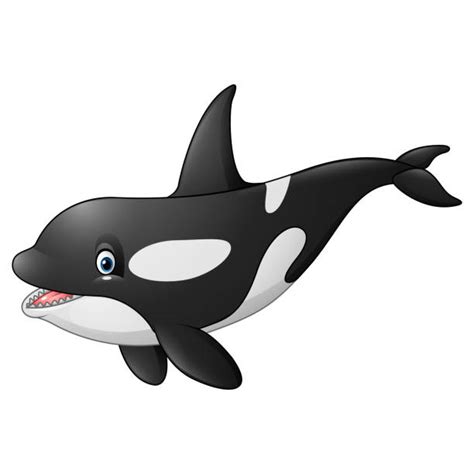 Cartoon Of The Killer Whale Jumping Out Of Water Illustrations Royalty
