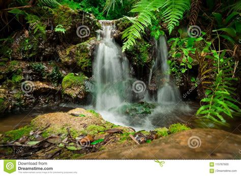 Botanical Florida Waterfall Stock Photo Image Of Ferns Green 115767600