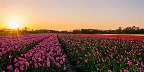A Beautiful Field Of Tulips In Holland Netherlands Cute Pic