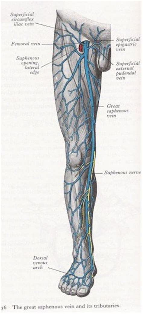 Veins Of The Leg Anterior View