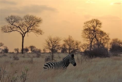Pin By Anja Kompier On Dieren In De Natuur Luxury Safari Travel
