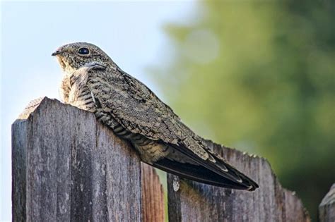 How To Identify A Common Nighthawk Birds And Blooms