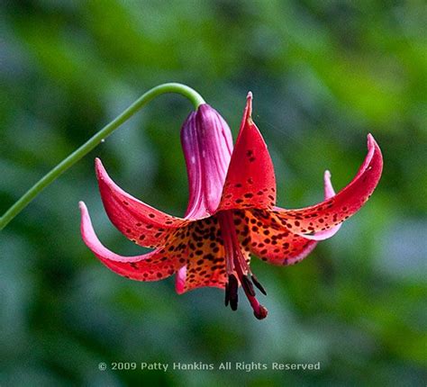 canada lily lilium canadense beautiful flower pictures blog