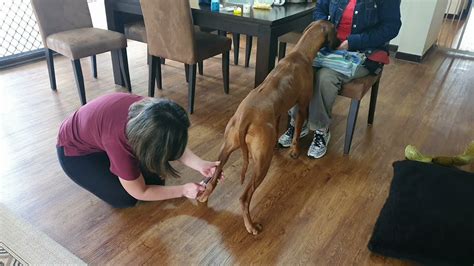 Cooperative Care Saphenous Blood Draw In Standing Dog Without