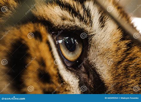 Fierce Bengal Tiger Eye Looking Stock Photo Image Of Close India