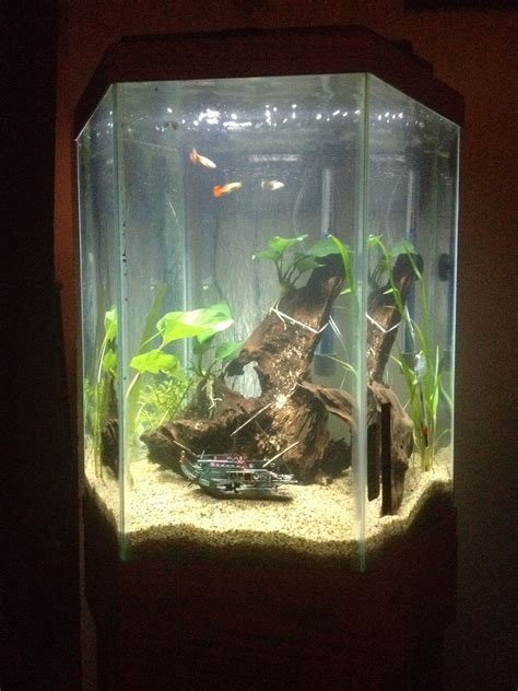 My Planted 20 Gallon Hex Tank Hexagon Fish Tank Aquarium Fish Fish