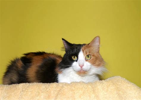 Calico Cat With Yellow Eyes Lying In A Shade Outside Stock Image