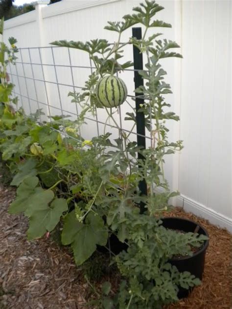 I Grew Tiny Personal Sized Watermelons On My Trellis This Year They