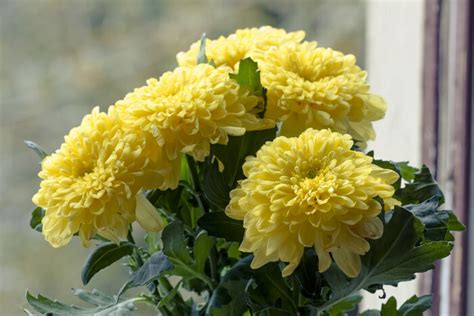 Feb 26, 2020 · flowers also have special meaning in china. Yellow Flowers Meaning - Flower Meaning