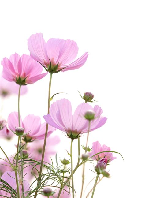 Cosmos Flowers On White Background Flowers Photography Wallpaper