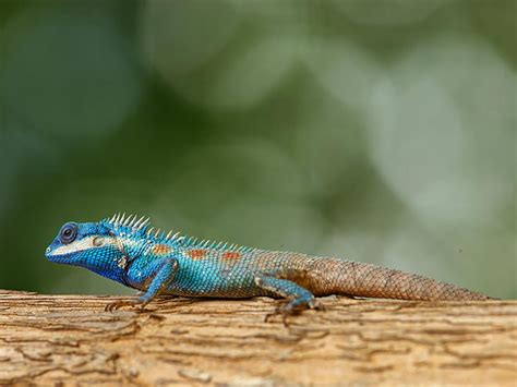 Blue Crested Lizards Desktop Hd Wallpaper Agama Wallpaperuse