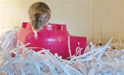 6 Best Bedding For Your Rats Buying Guide And Reviews 2020 Material