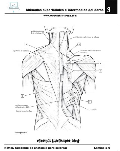 Músculos Superficiales E Intermedios De La Espalda Dorso Anatomía