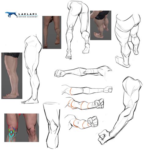 Pin By Mr Brightside On Desenho Human Anatomy Anatomy Anatomy Reference