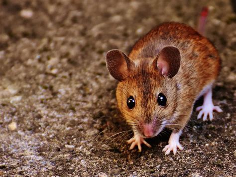Mit fiaker paul das schloss schönbrunn exklusiv per fiaker erleben. Tiere - Aktuelle Nachrichten - Vorarlberg Online