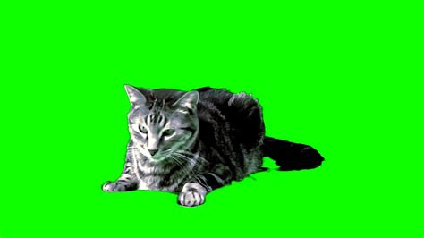 Free Cat Green Screen 1080p Youtube