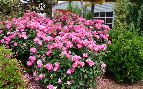 Buy Pink Double Knock Out Rose For Sale Online From Wilson
