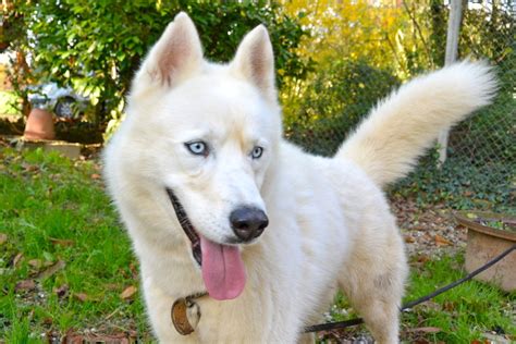 Pourquoi les chiens aux yeux bleus sont rares ? Izoard , rebaptisé Gwayak; Sibérian Husky, blanc/yeux bleu ...