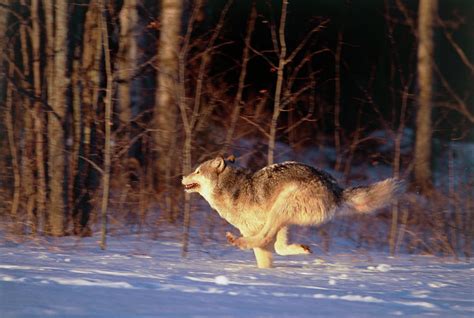 Grey Wolf Running Photograph By William Ervinscience Photo Library