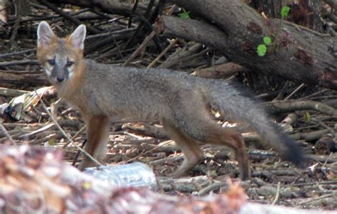 Florida Grey Fox Urocyon Cinereoargenteus In Littered Envi Flickr
