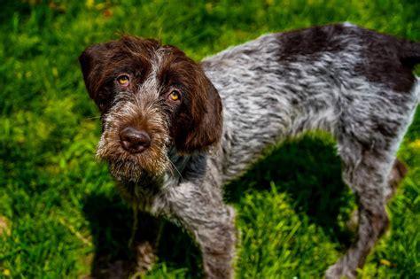 16 Hunting Dog Breeds That Dont Shed With Pictures Hepper