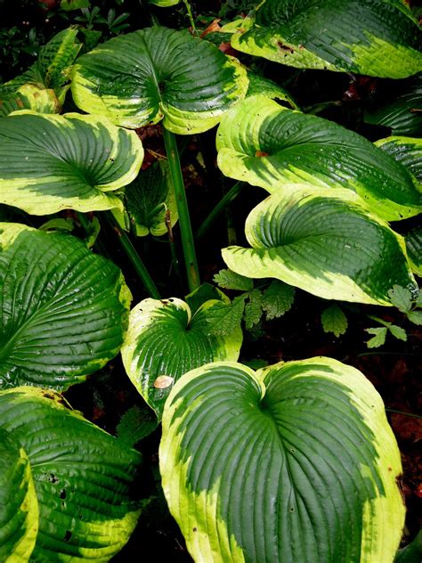 Hostas For Fall Shade Plants Shade Garden Hostas