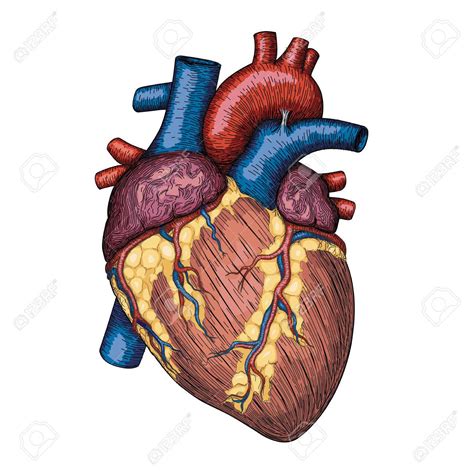 Anatomical Heart Pictures Free Download On Clipartmag