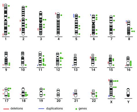 Chromosome Ideograms Illustrating Genetic Heterogeneity Partial