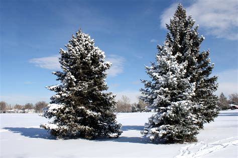 Free Picture Conifer Trees Pine Trees Snow Winter Blue Sky