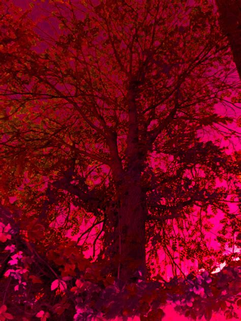 Tree Red Red Tree Light Red Night