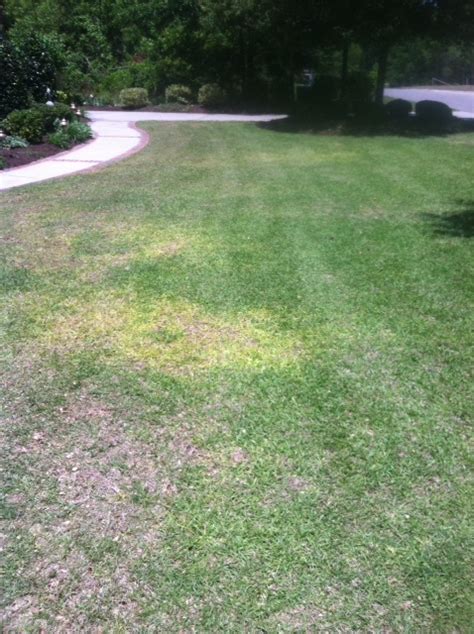Yellow Spots In Lawn ™ Lawn Care And Landscaping