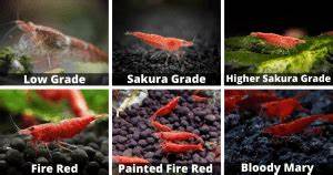 Cherry Shrimp Care Guide 1 Resource For Beginners Acuario Pets