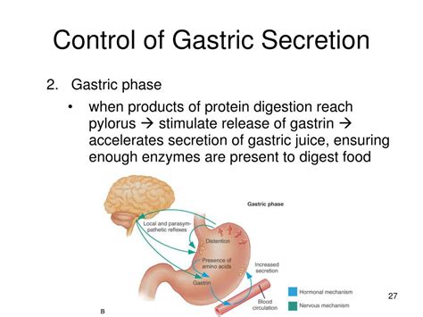 Ppt Chapter Physiology Of The Digestive System Powerpoint