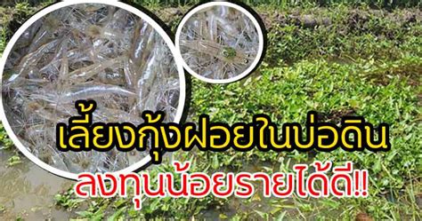 การเลี้ยงกุ้งฝอยในบ่อดิน ลงทุนน้อยรายได้ดี!! - SARAKASET.COM